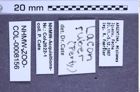 Etiketten zu Lacon ruber (NHMW-ZOO-COL-0008156)